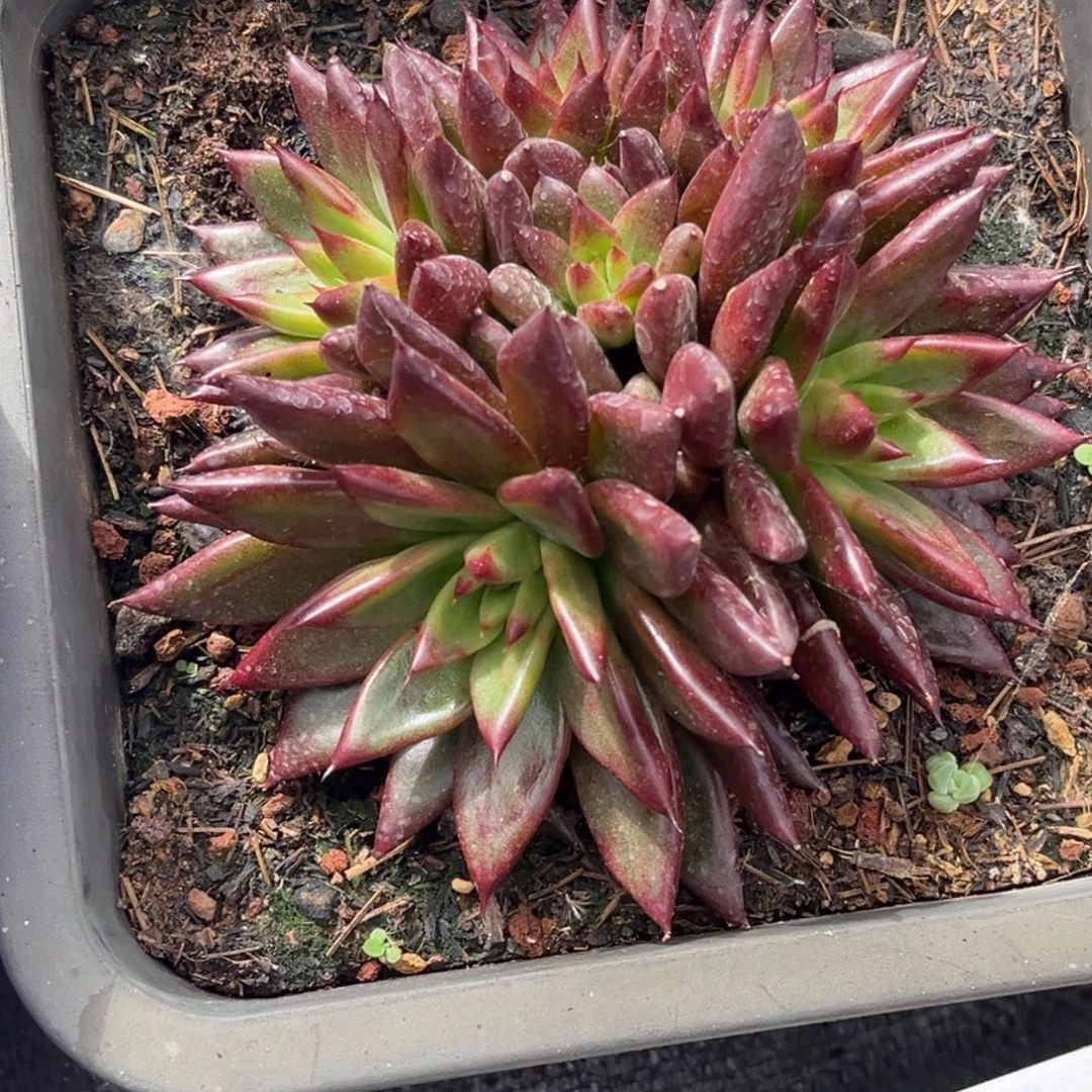 巴夫特多肉植物579