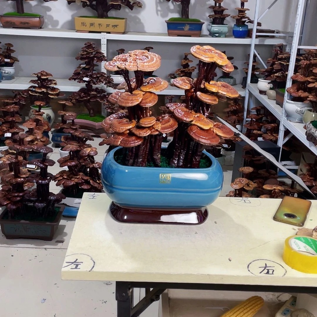 全部花朵260号88888888888888