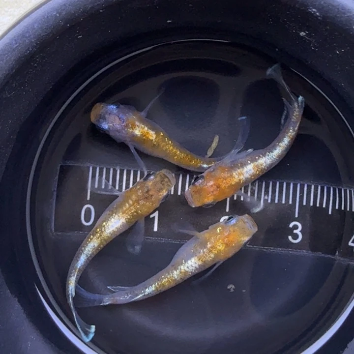 海水鱼三色，04，5号