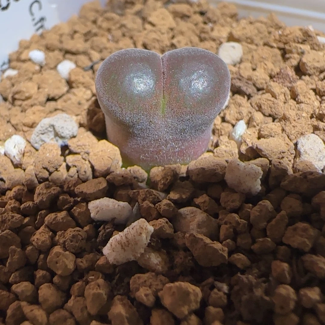 肉锥多肉植物组合-流沙925