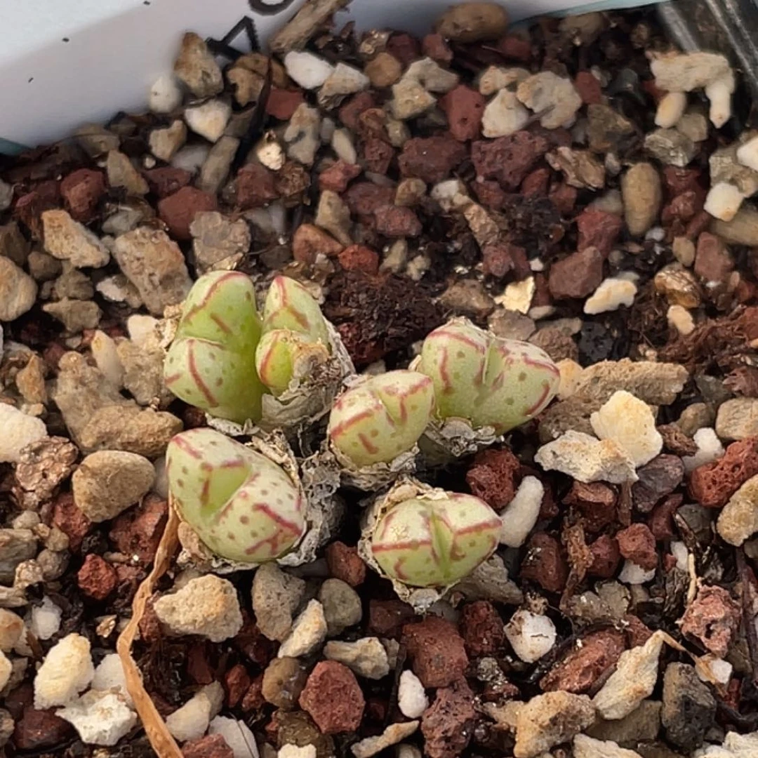 2-54小t多肉植物肉锥