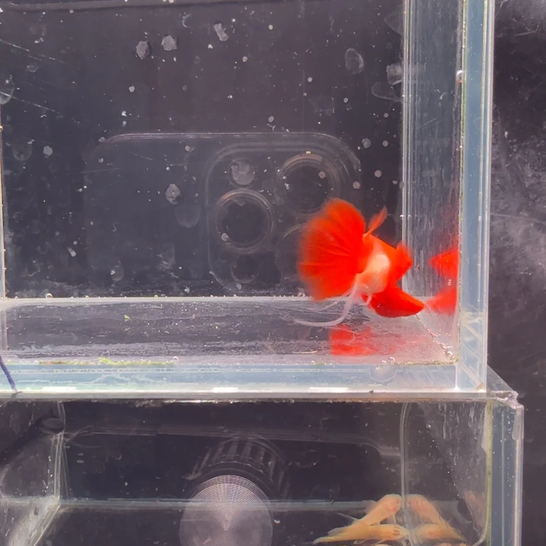 孔雀鱼鸿运当头双份水缎带1对