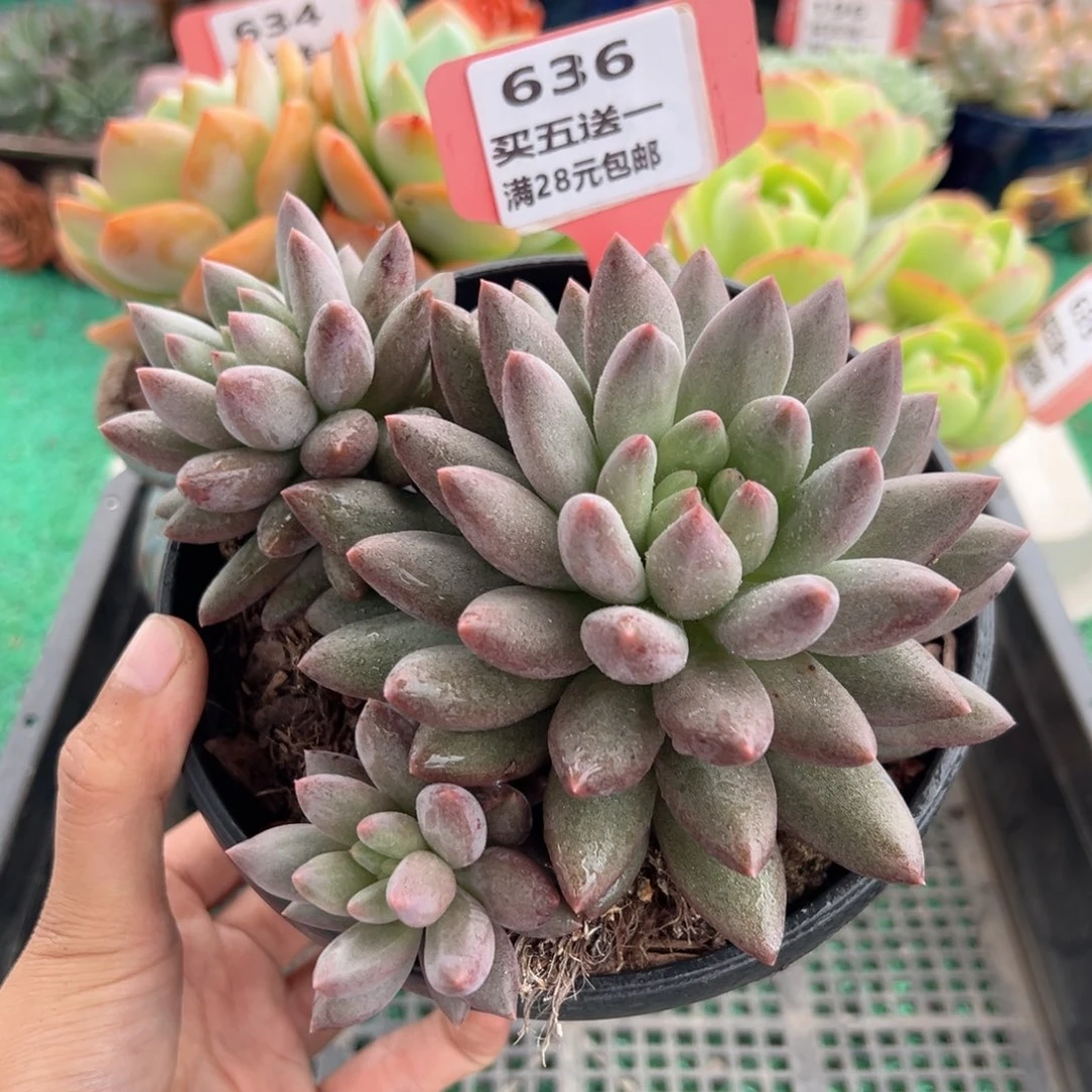 表妹精品多肉植物636.