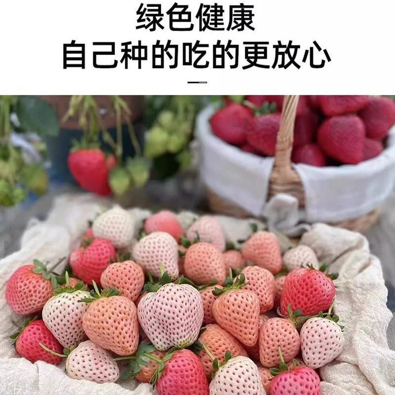 15临时链接（0.5）盆栽苗