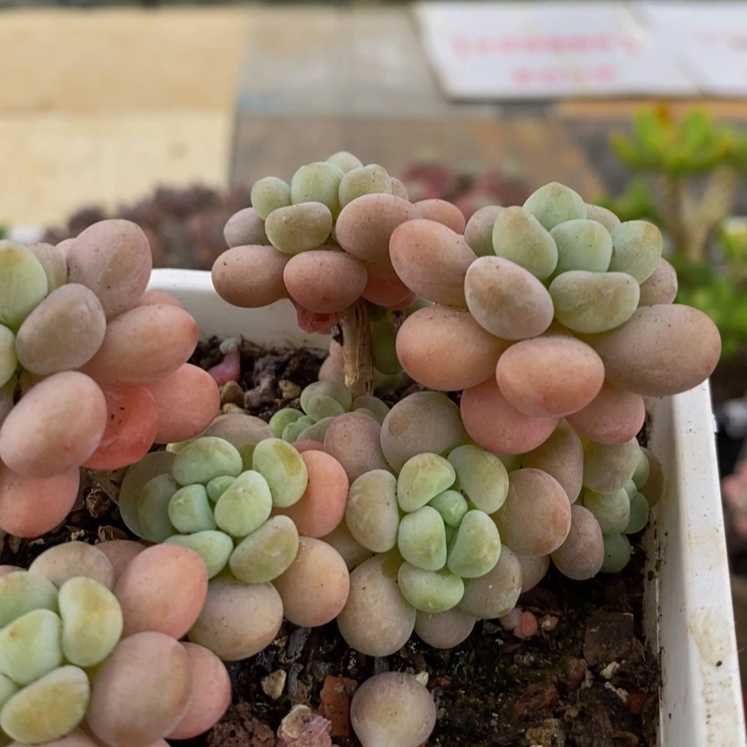 1078洛可可7cm多肉