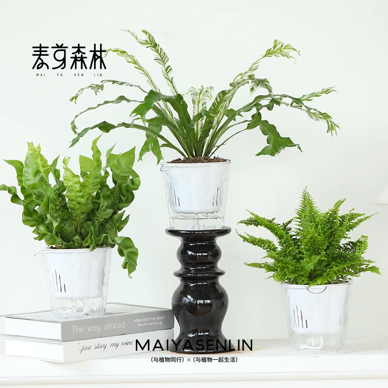 半水培丨白锦鸟巢蕨绿天鹅高颜值室内桌面绿植物净化空气好养易活