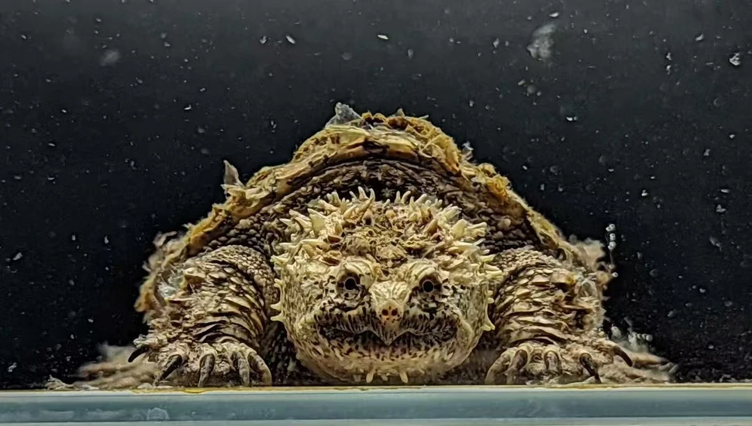 【直播精选】人工养殖纯佛鳄龟观赏龟