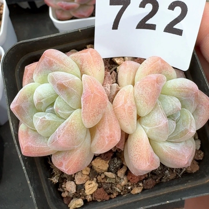 开播福利冰玉            多肉植物