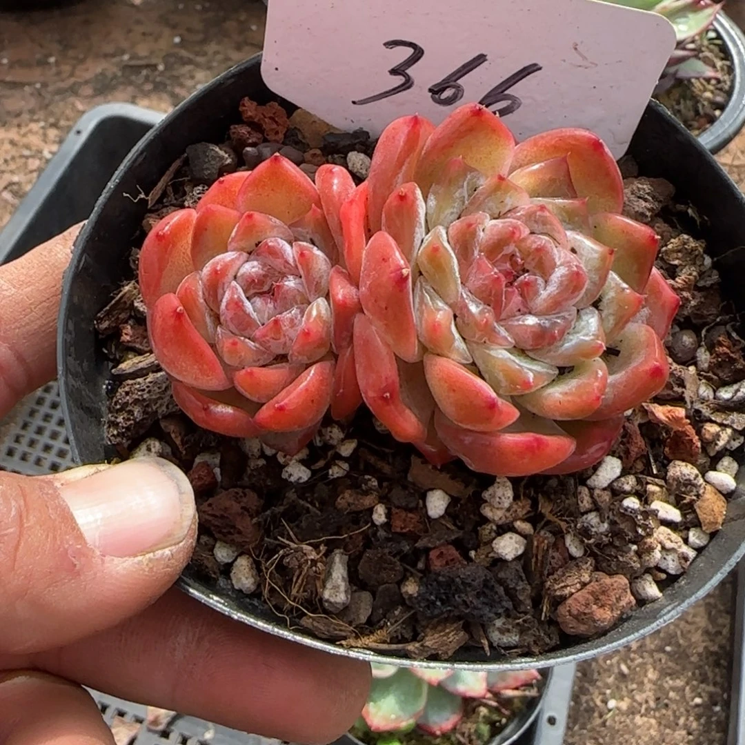 红钻石楞珍妮366 惊鸿一物一拍包装收缩花旱