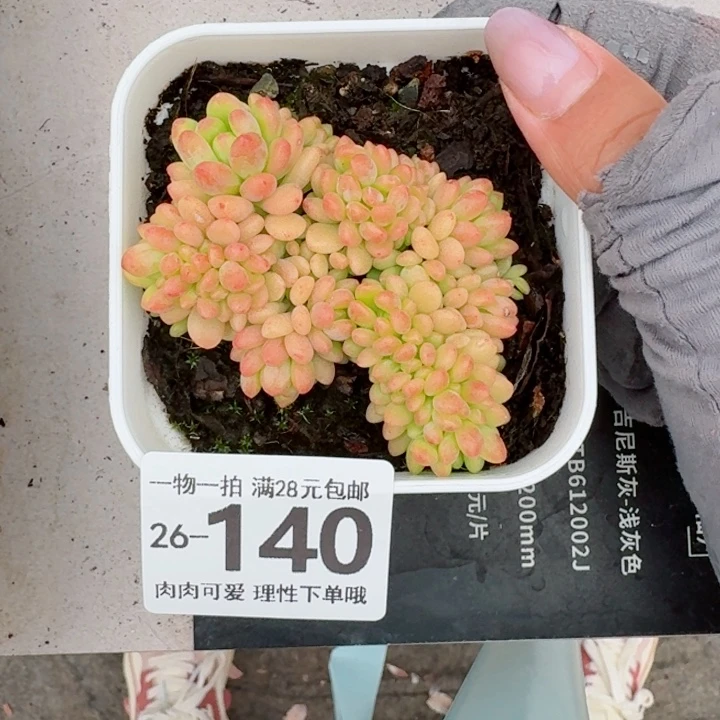 香格里拉缀化肉无盆土发货