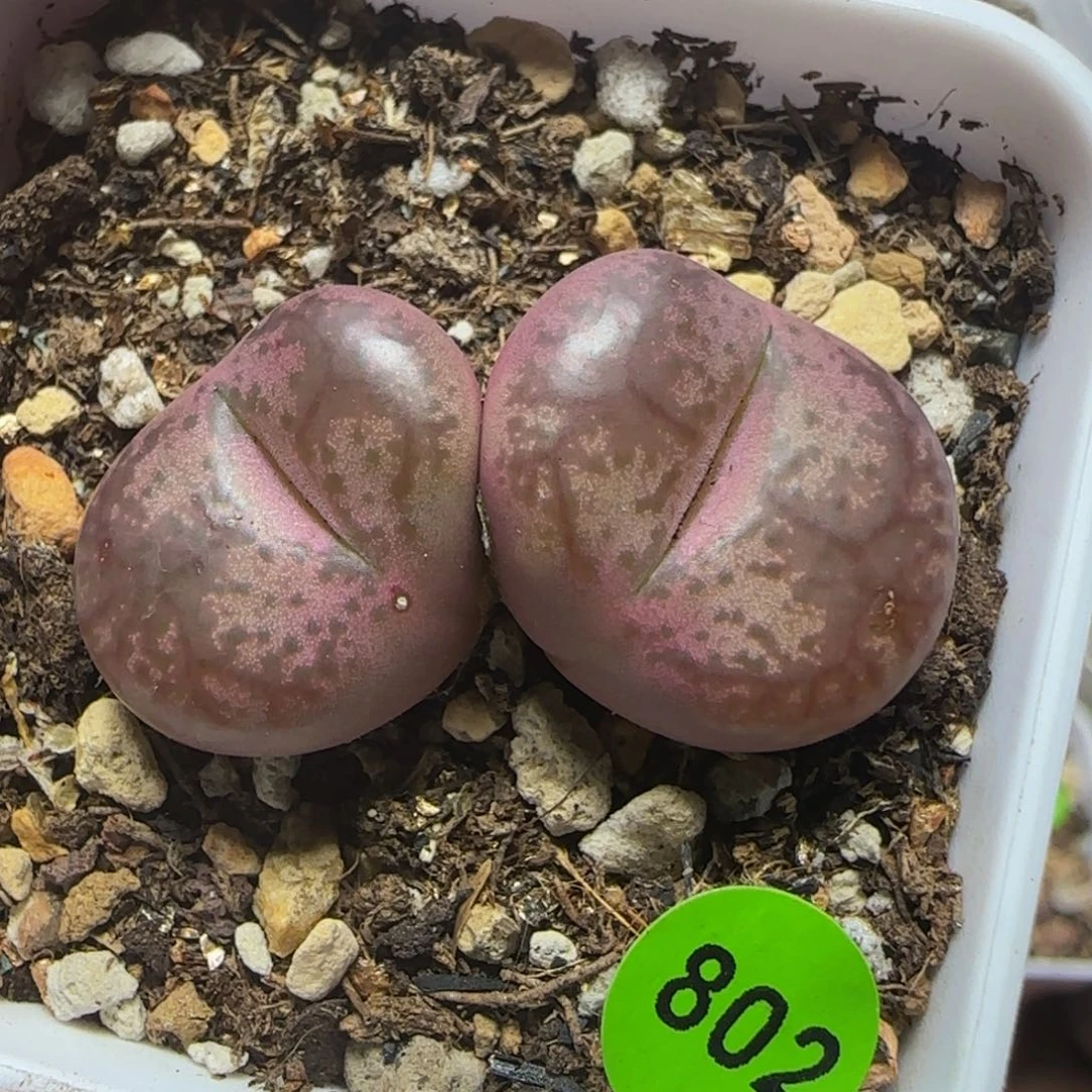 巨无霸杂交多肉植物802