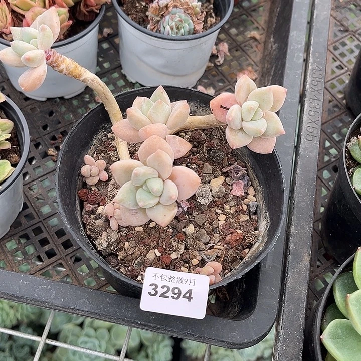 阿雅园艺。        3294龙蛋