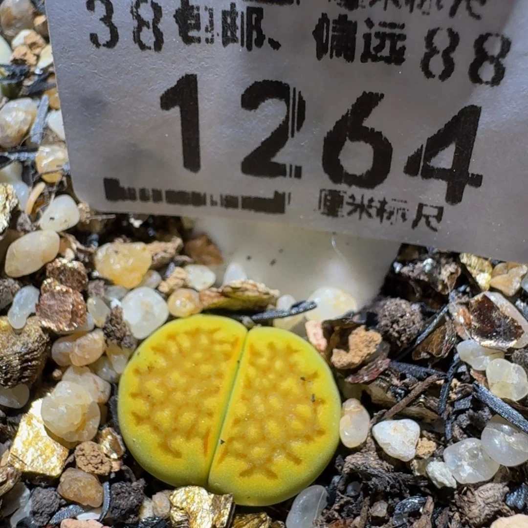 zzzzz精品生石花1264