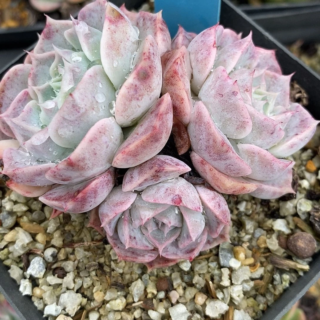 镇****店419多肉植物老桩