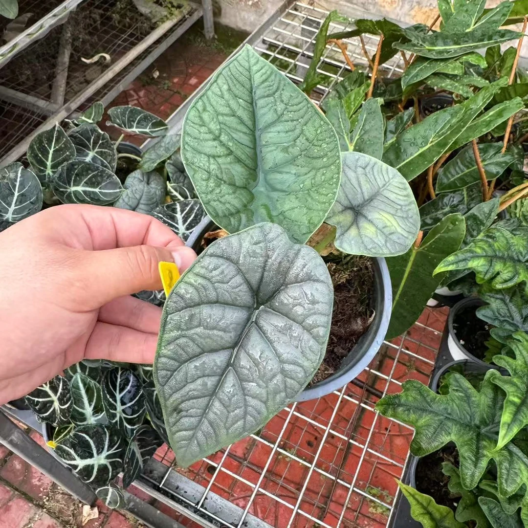 【哈密瓜】海芋植物四季常青观叶绿植