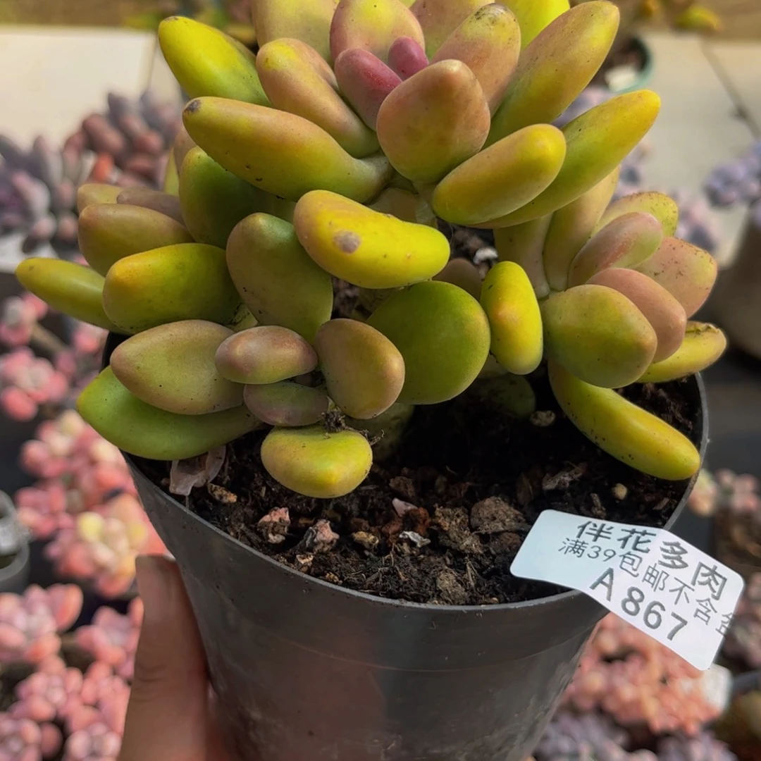 867芒果奶12cm多肉植物