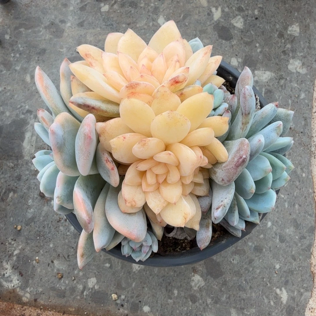梦露锦底座锦上园艺一物一拍