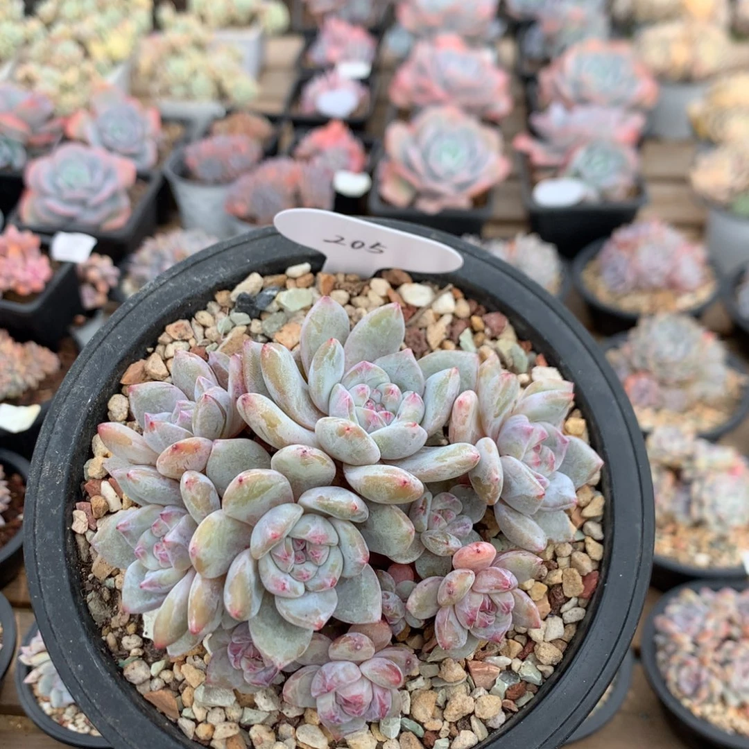 12厘米11头有砍石榴籽 205