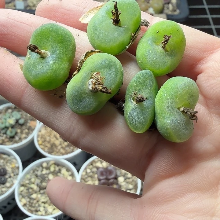 一手水晶鞋福利精品