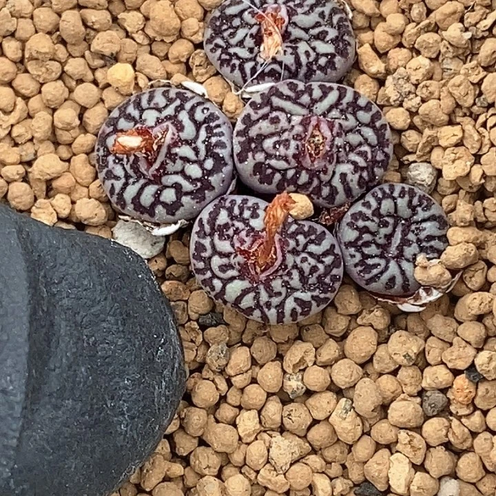 桃喜花园0130-53墨大漏