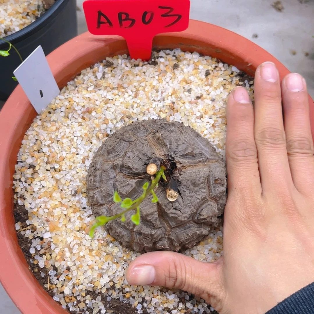 龟甲龙圆润款AB03号