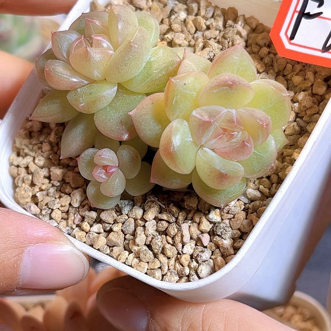 F60一物一拍 翡翠眼泪 散