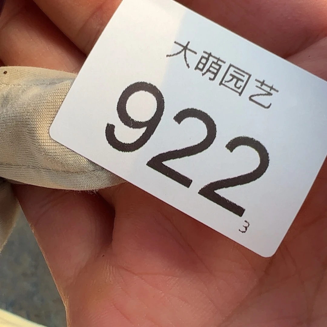 0000922量拍安格尼斯之眼风铃1颗尺寸0.6上下