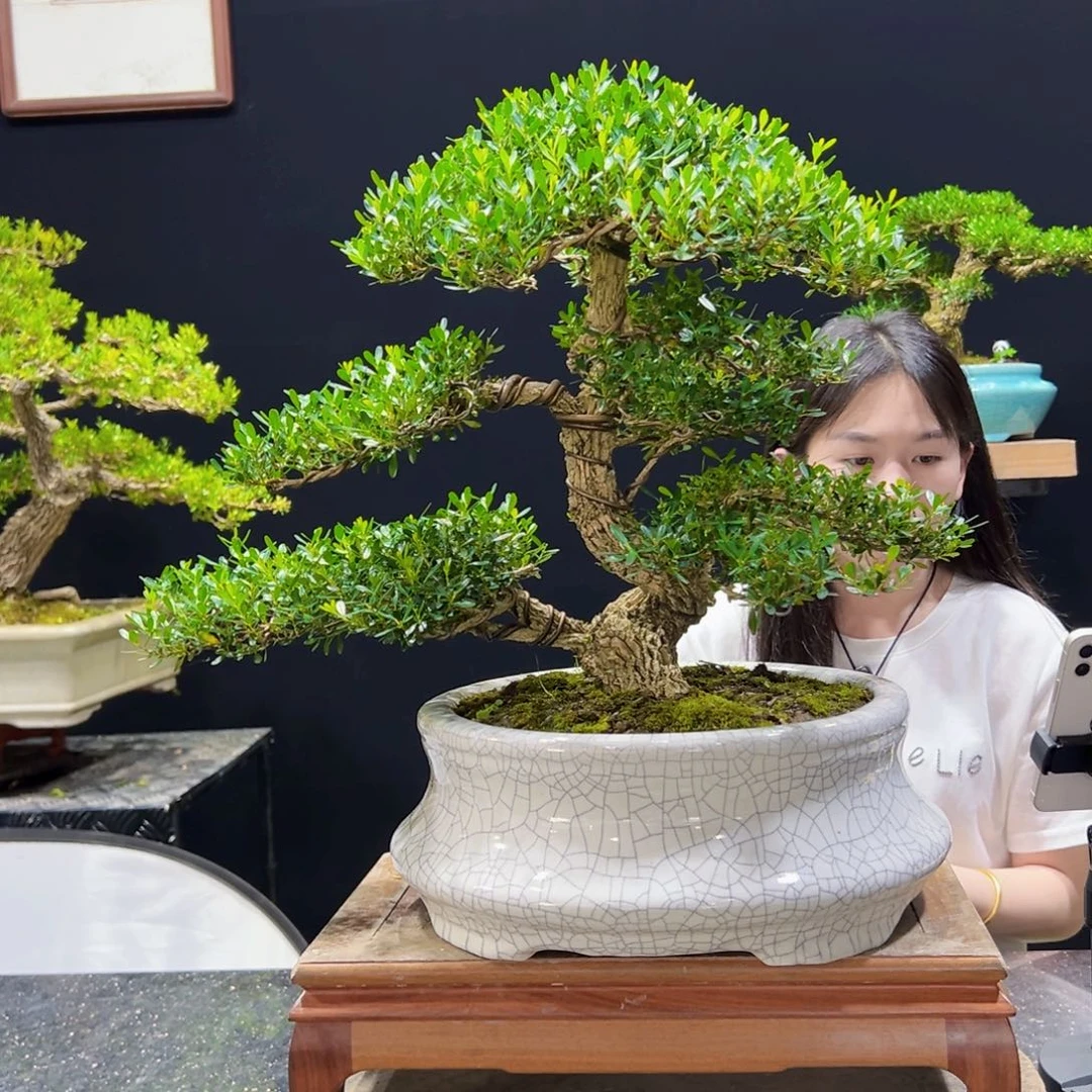 黄杨盆景老桩四季常青