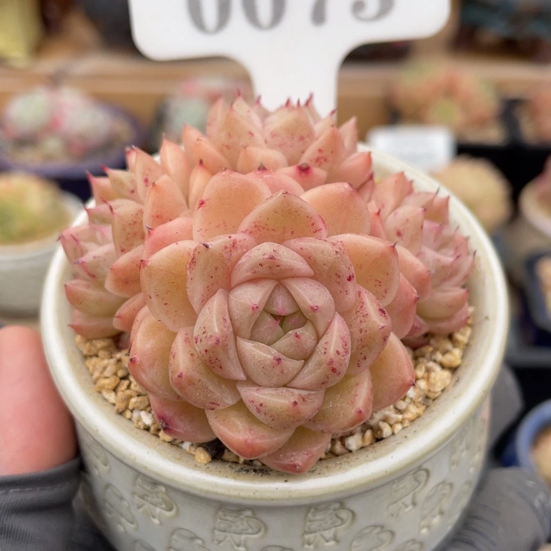 0073 麦秆4头 6.5厘米 不带盆