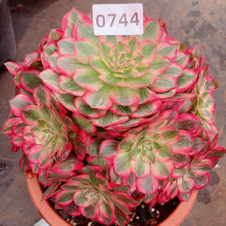 新品赤子心特价多肉