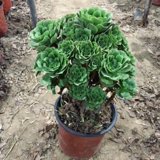 暖***阳绿玫瑰法师多肉植物34