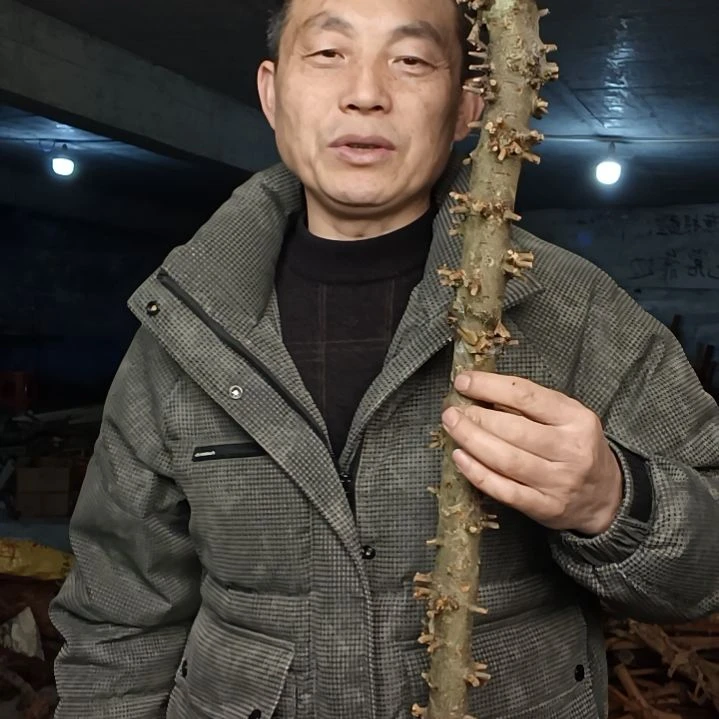 稳定木流*雨贵州檬子木   铁马鞭   根艺  半成品