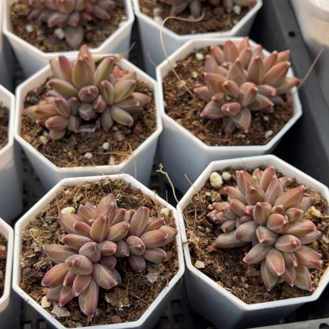 梵高三头群到手1颗量拍多肉满20元包邮下午发货