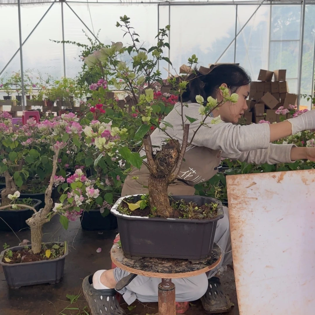 大部分花苞少量开放绿樱 31