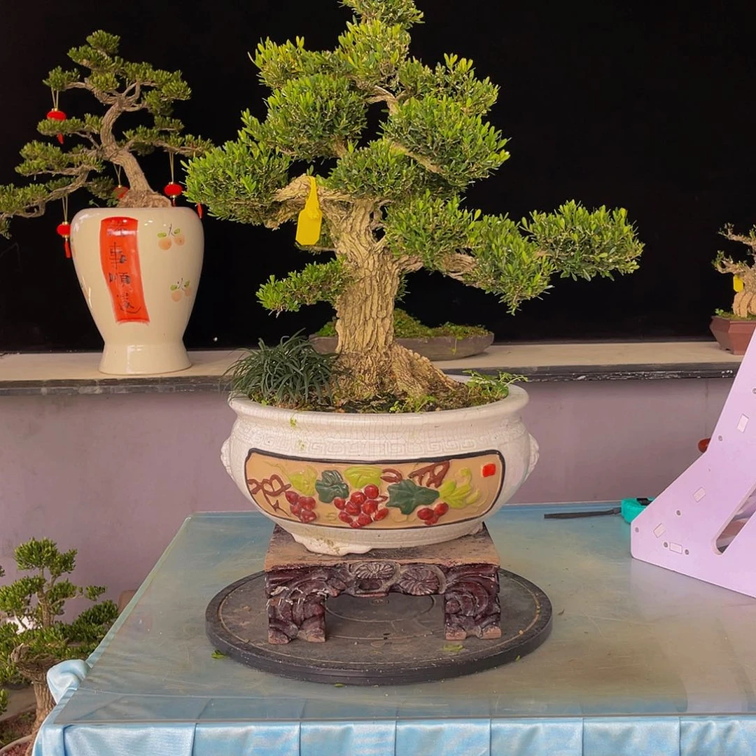 你****?黄黄杨黄杨黄杨