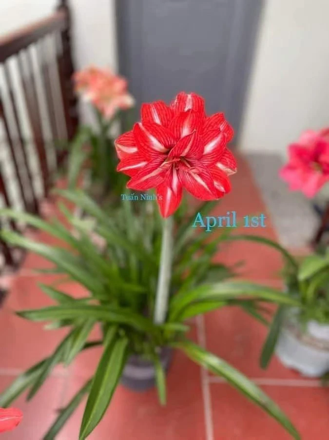 S孤挺花园  April（四月）带肋 裸球