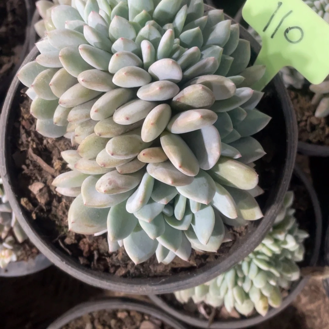 110号星影缀化多头