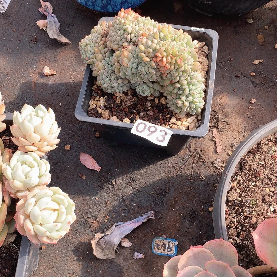 093白胖子 一物一拍多肉