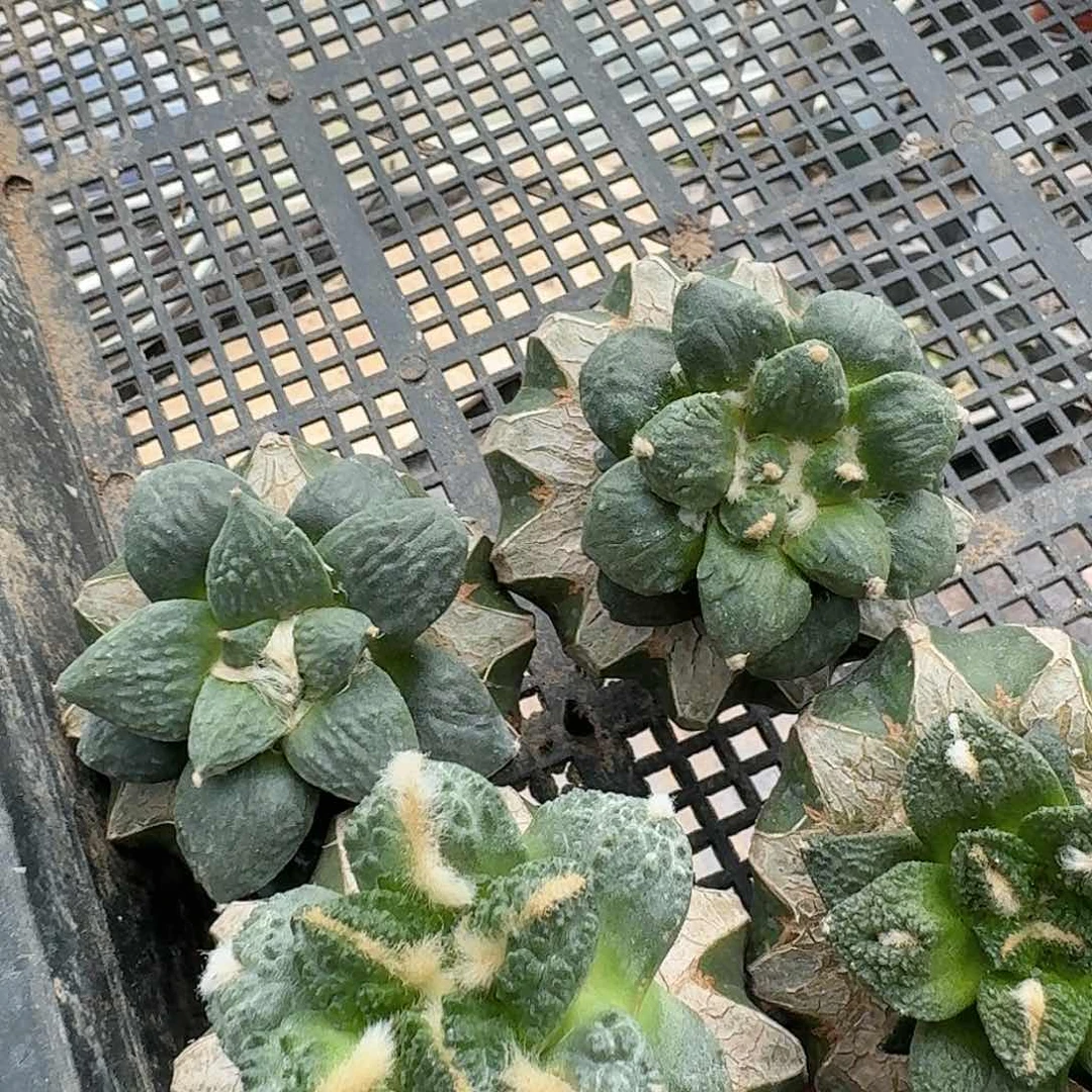 【闪购商品】无花朵用****1四颗牡丹954