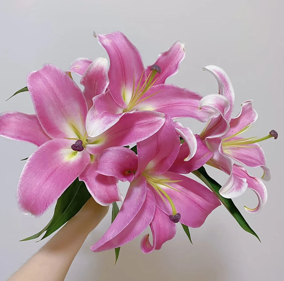 【百合】普拉芬多3支3头9个花苞，任意两单发顺丰冷链或中通空运