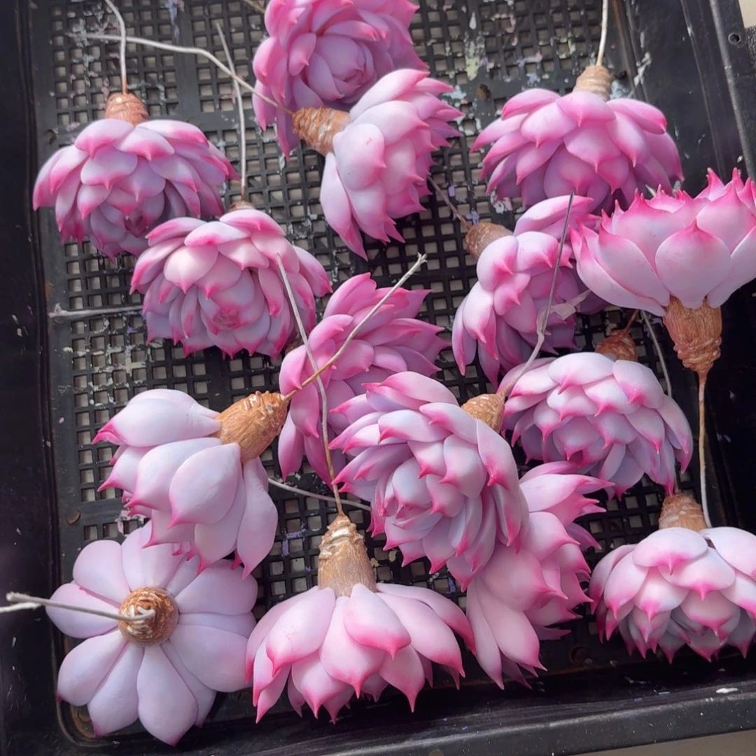 树脂制品9号哦哦哦哦哦哦