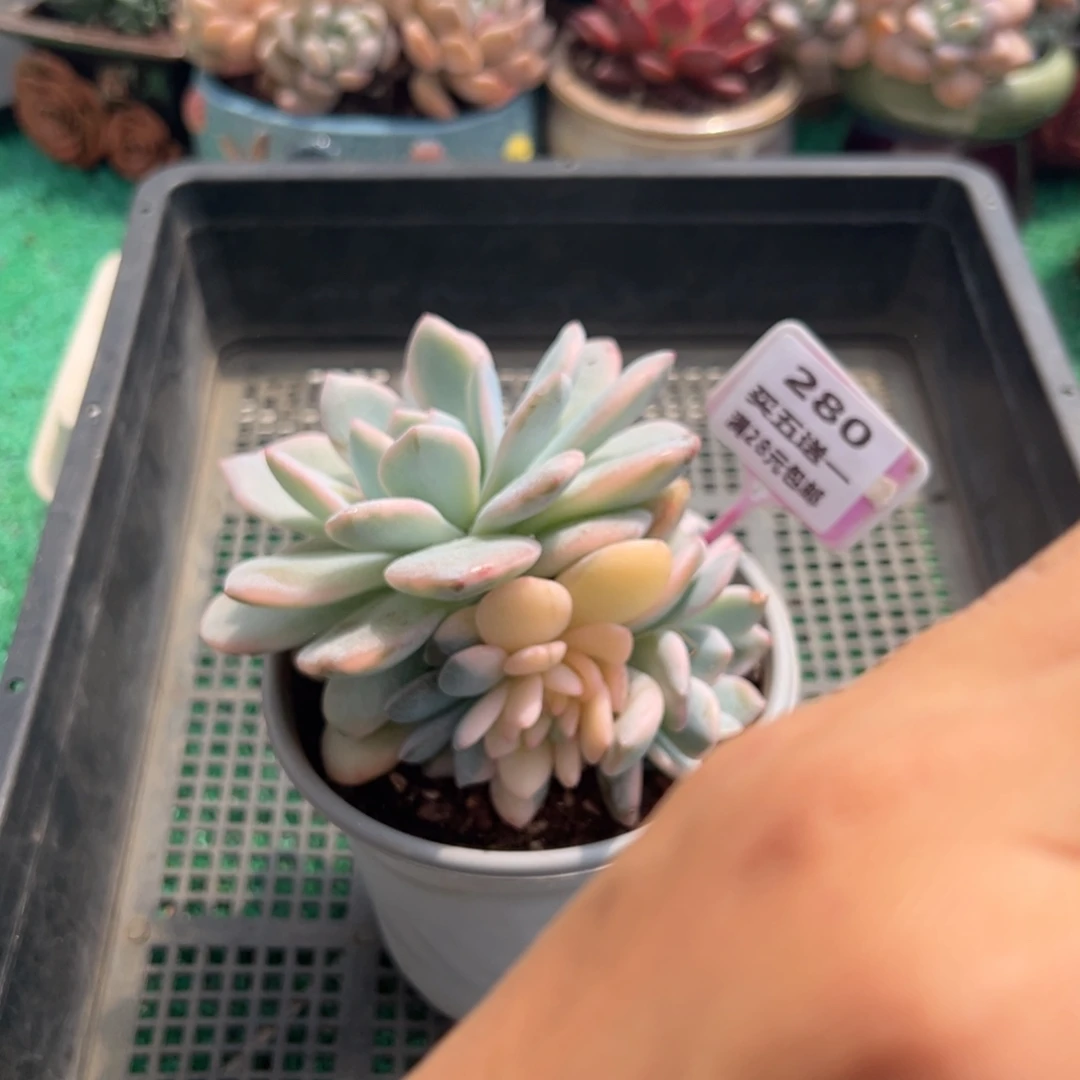 表妹精品多肉植物280.