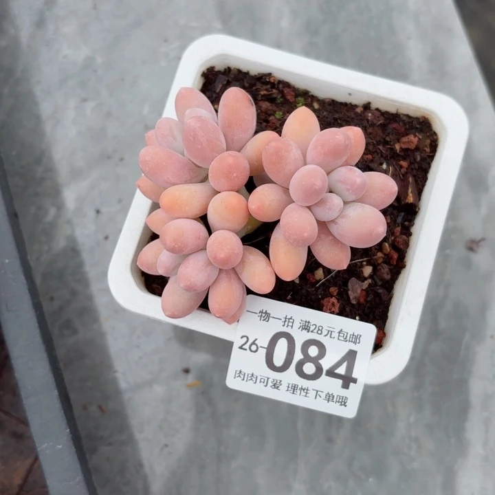 汤圆多肉无盆土发货无