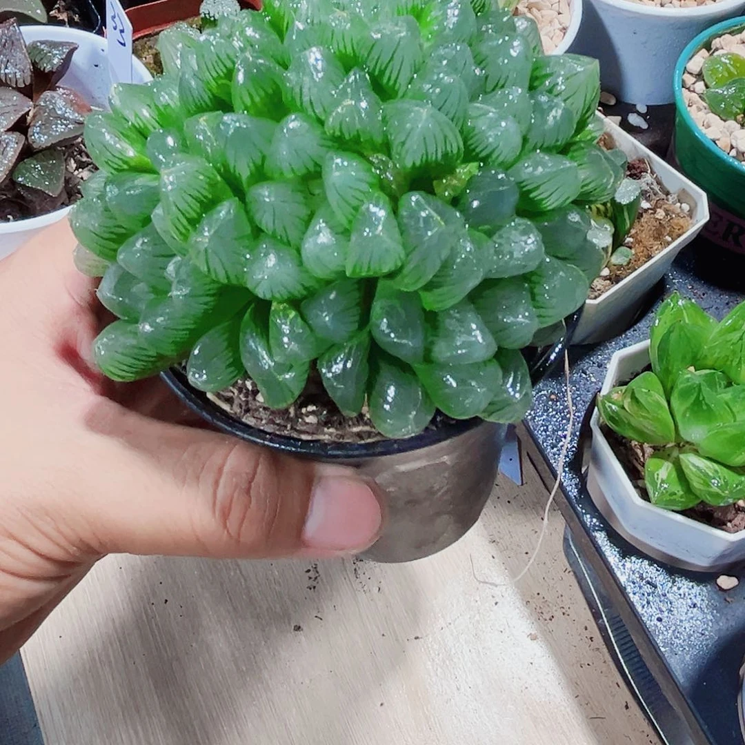 母本翡翠冰灯系列