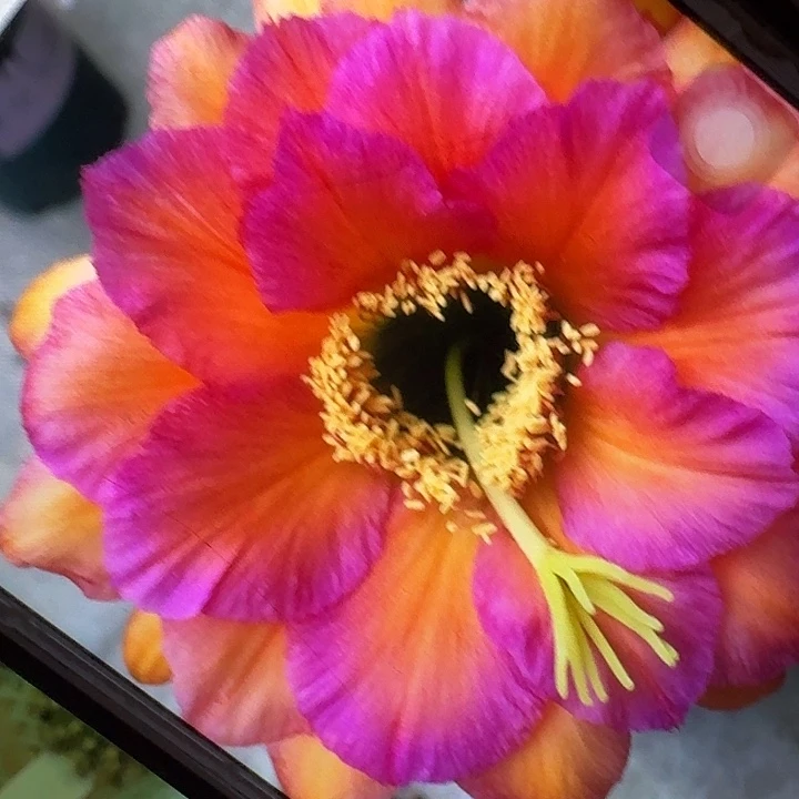 卡奈习侧芽5公分毛花柱