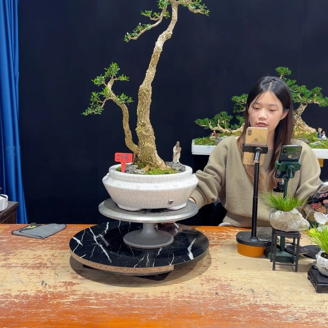 黄杨室内室外好养