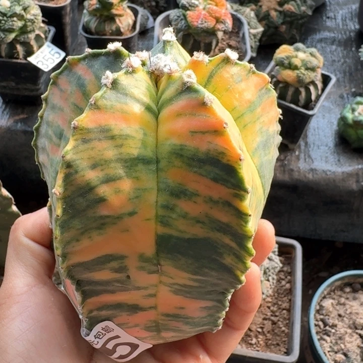 陈*退385大落地鸾锦仙人球