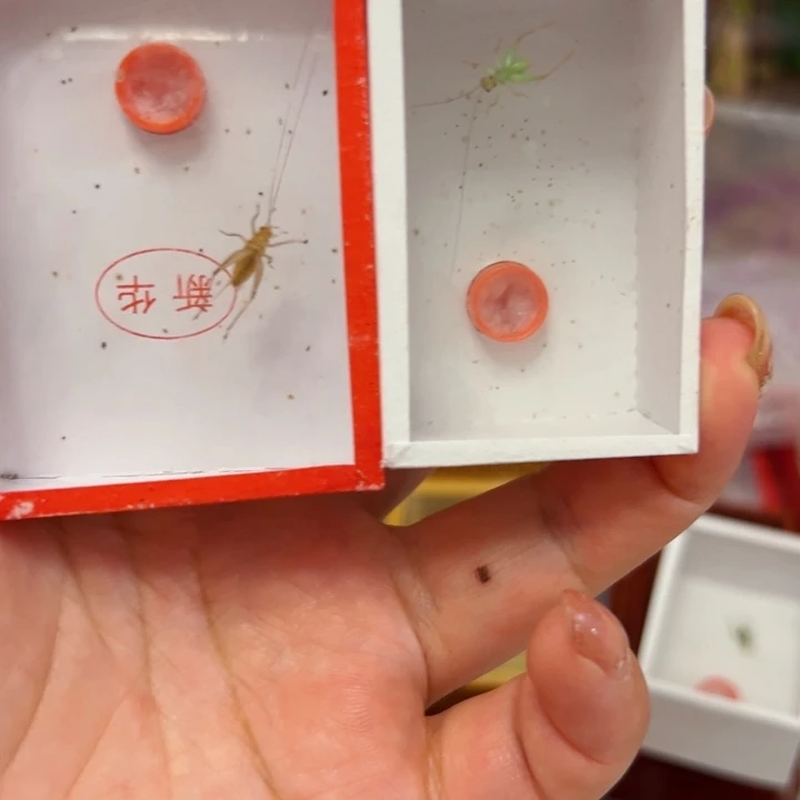 用***2哈哈哈哈哈大黄段须翡翠