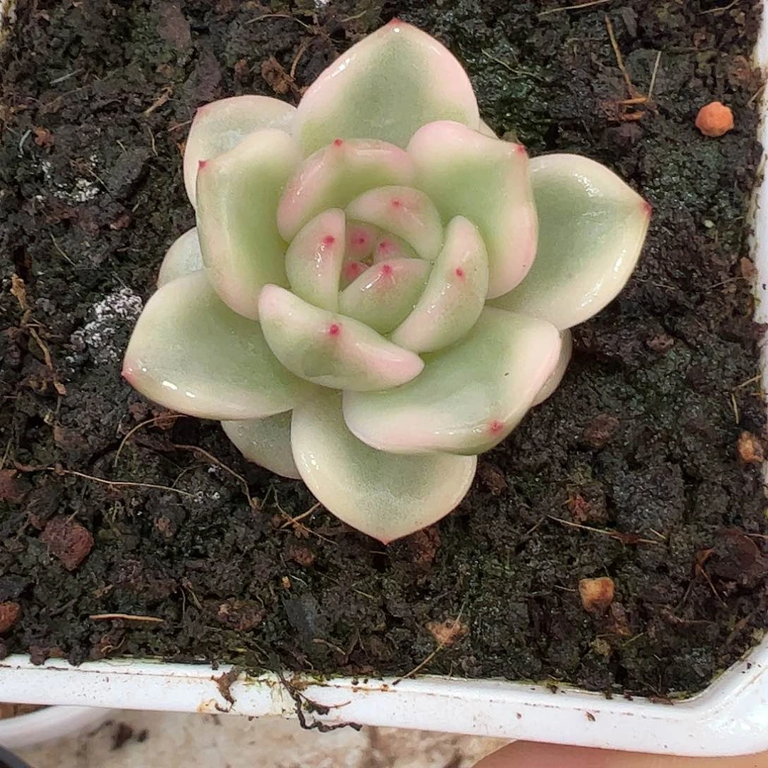 0403梦露覆轮锦多肉植物