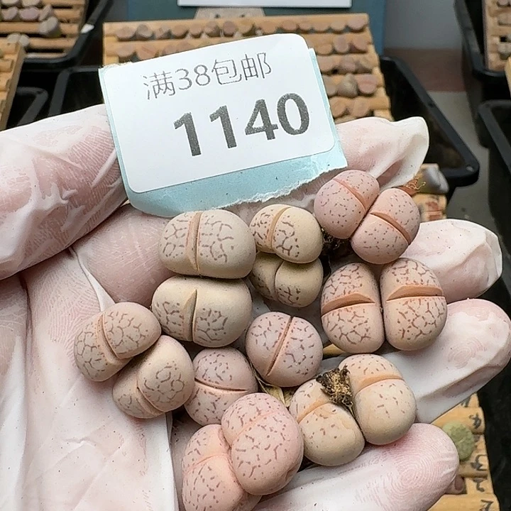 1140清框特价红网纹大白灵耀玉